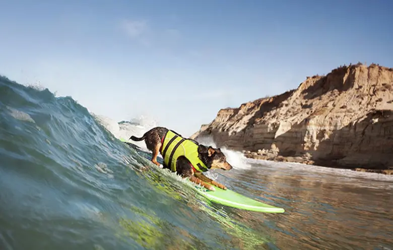 a surfing dog - Dogs That Broke World Records