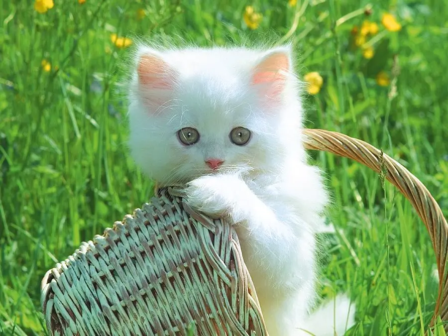 A white kitten on grass holding a small basket - Amazing Cat Facts That Will Amaze You