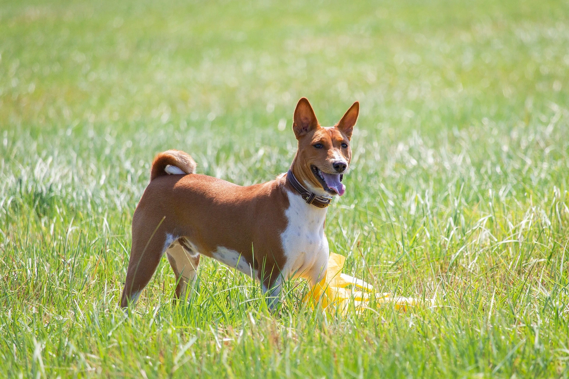 Basenji Characteristics