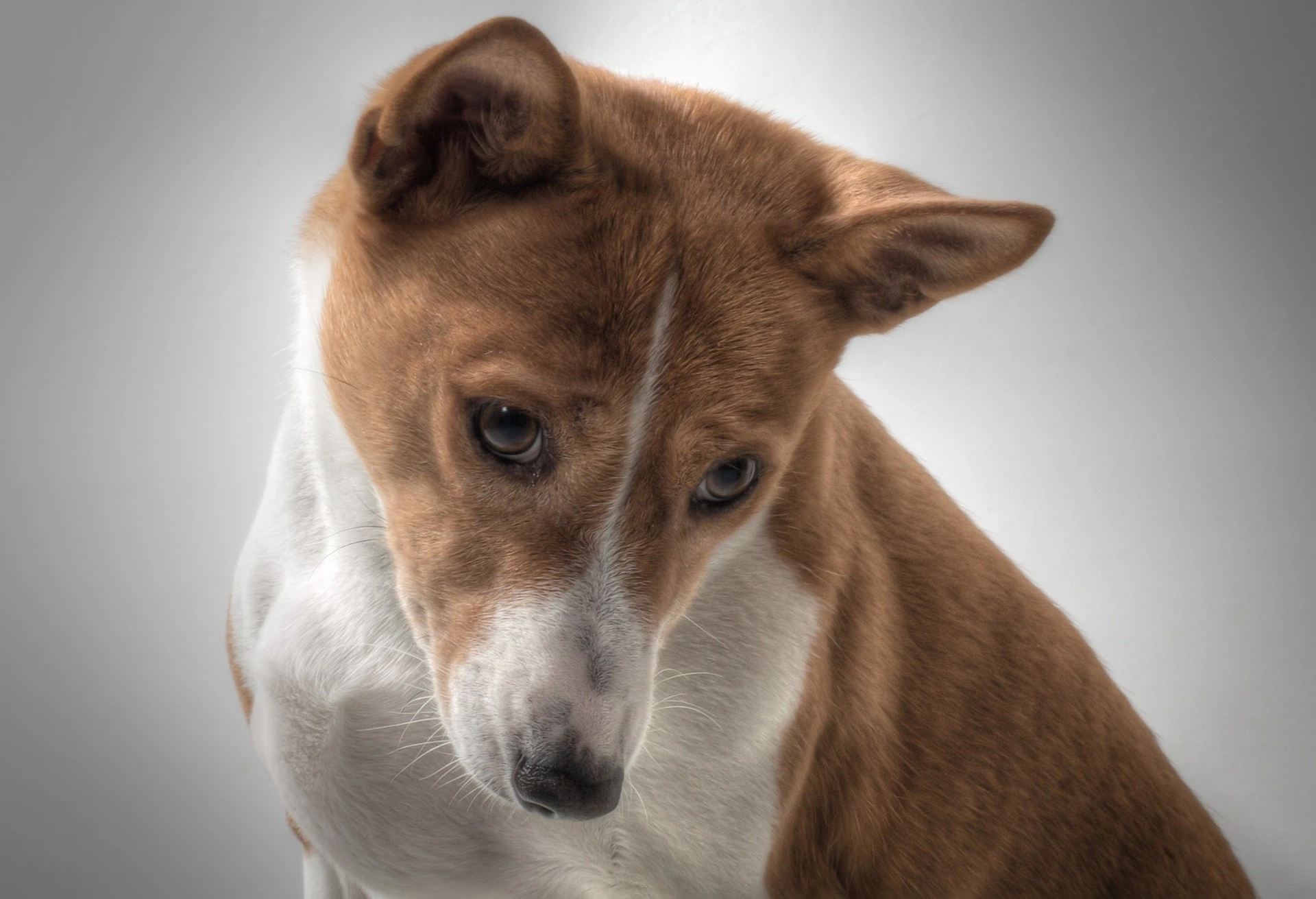 Basenji best sale dogs 101