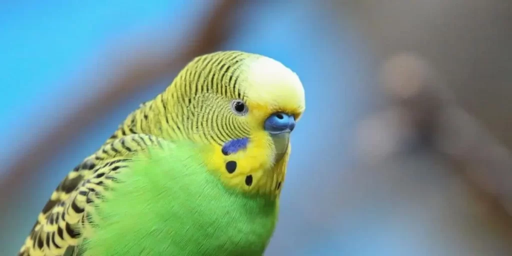 Image of a Budgie