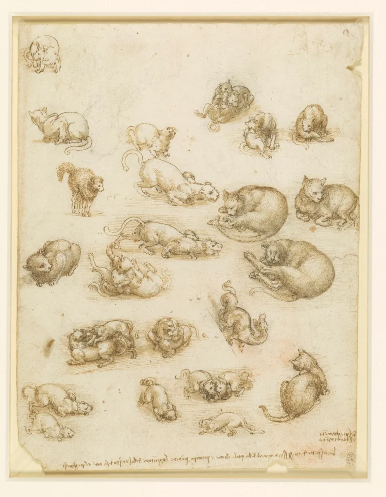 a drawing of cats made by Leonardo da Vinci