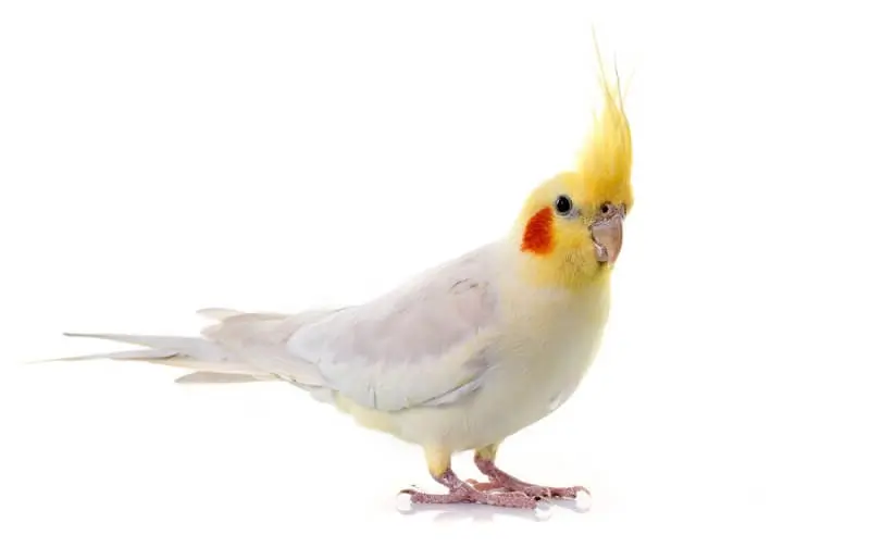 Cockatiel