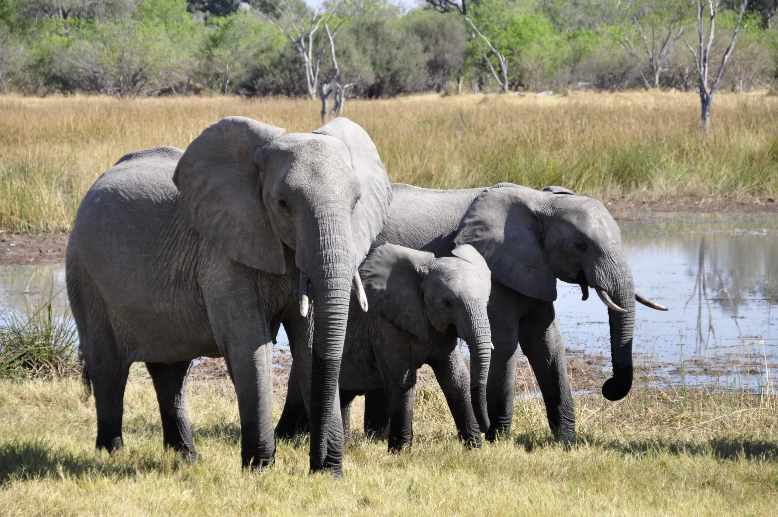 2 adult 1 child elephants standing next to lake