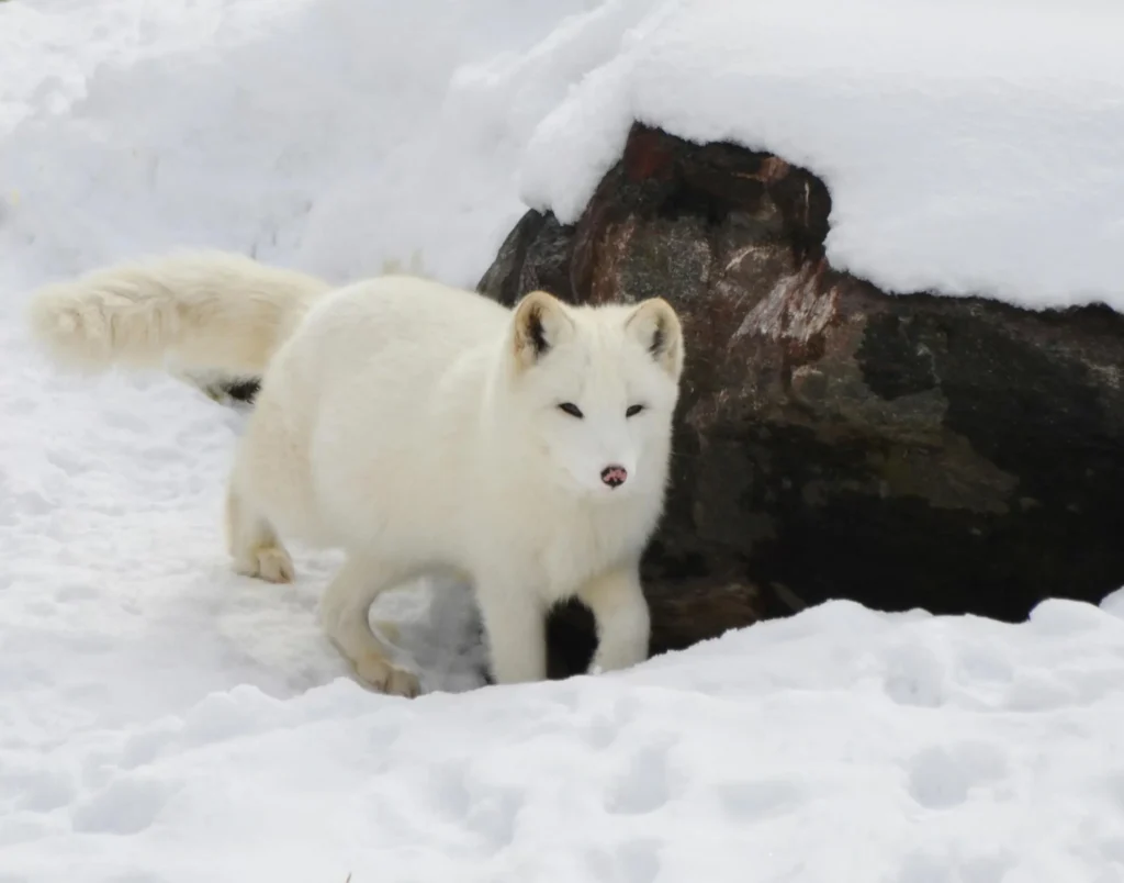 An arctic fox - Solitary Animals