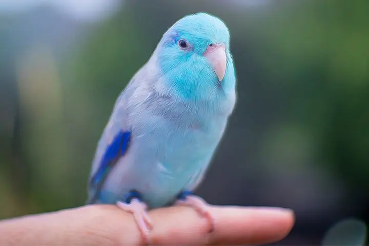 A picture of a pacific parrotlet with blue feathers - Bird Species for First-Time Bird Owners