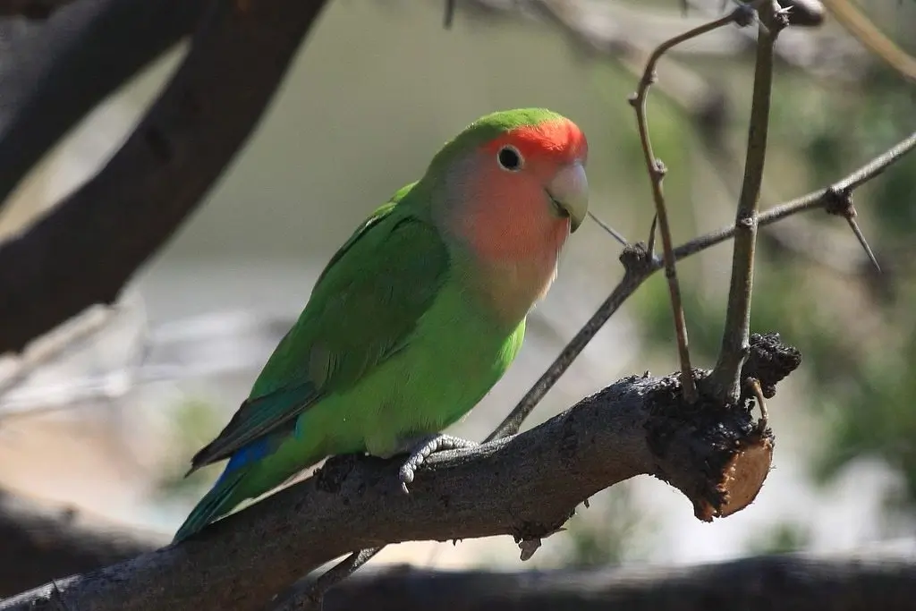 Peach Faced Lovebird