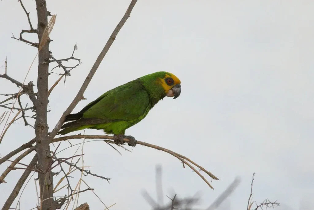 Poicephalus Parrot