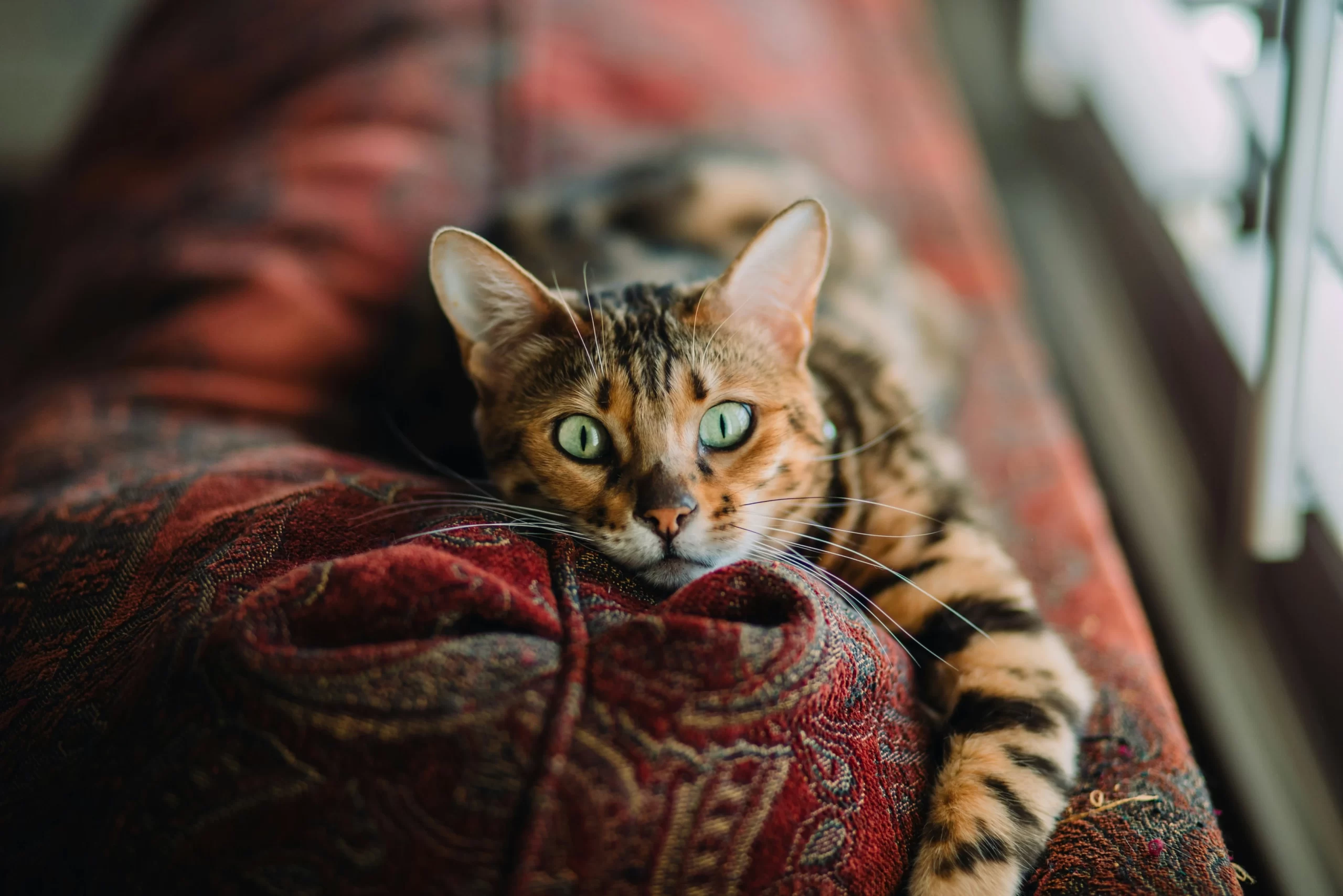 A cat standing on top of a sofa - cats' domestication