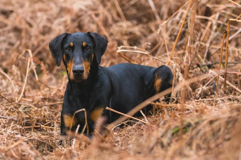 a doberman pinscher laying down