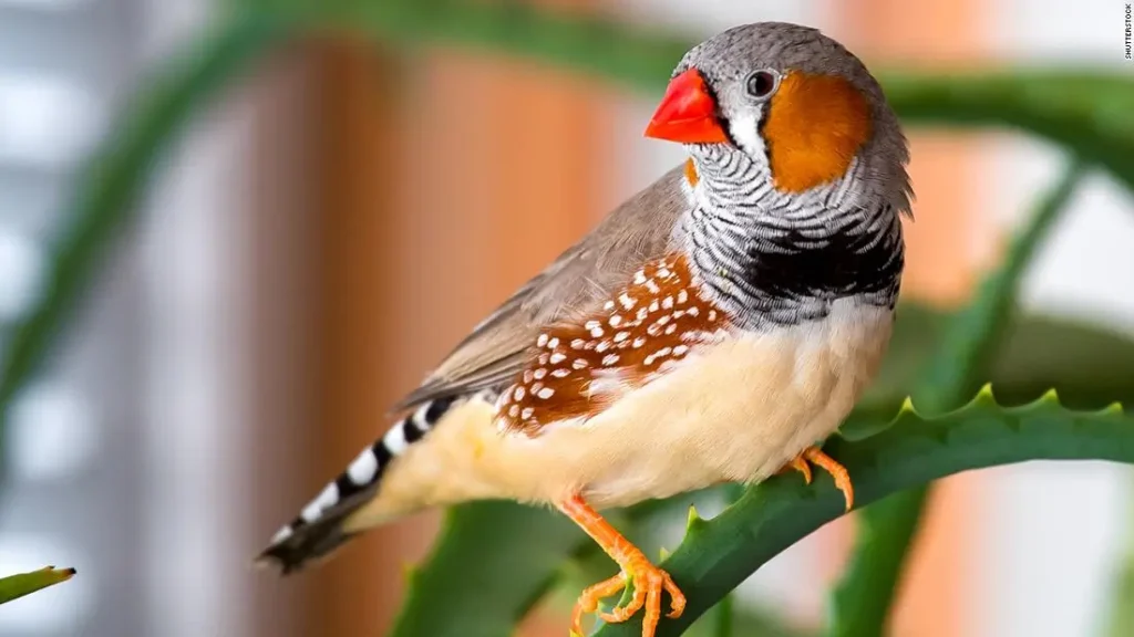 Zebra Finch