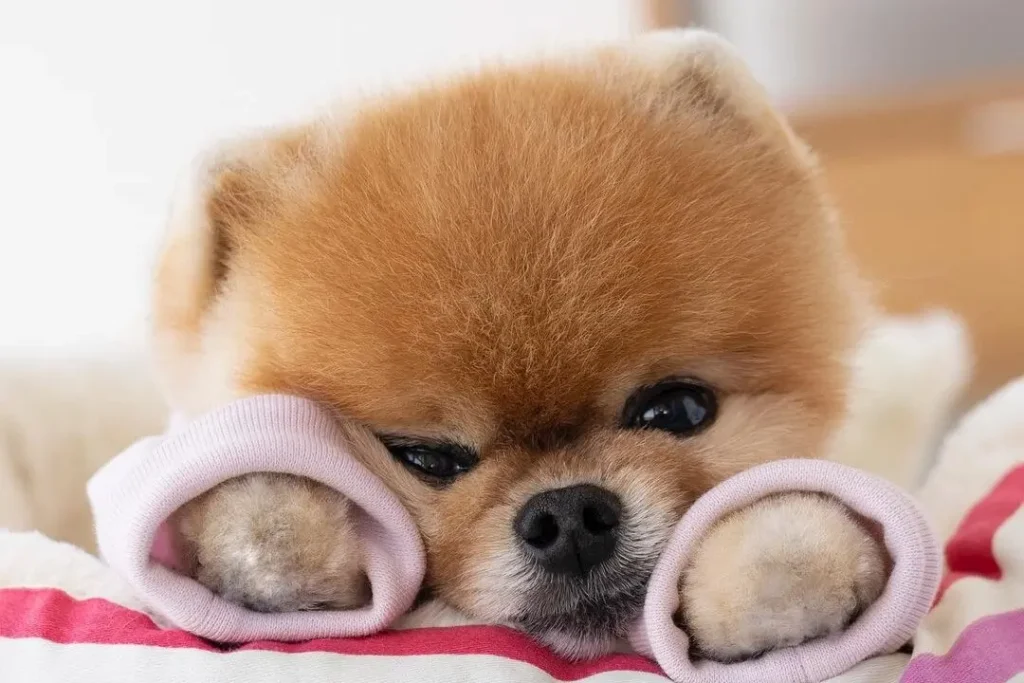 jiffpom