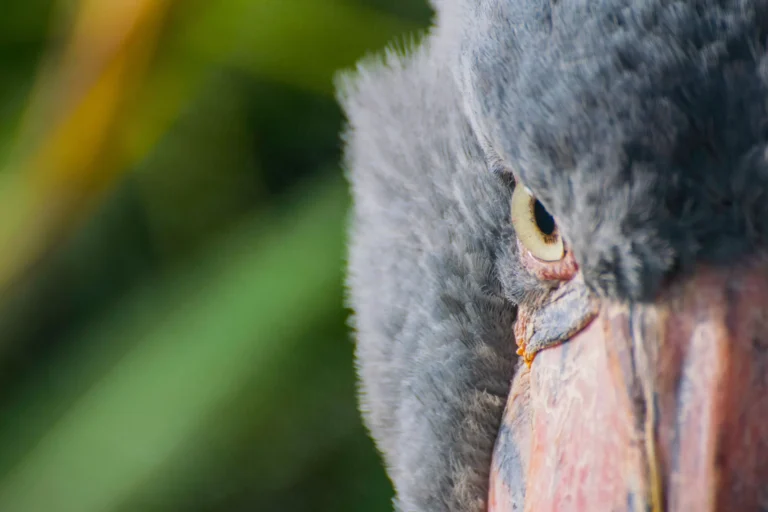 A picture of a shoebill - Shoebills