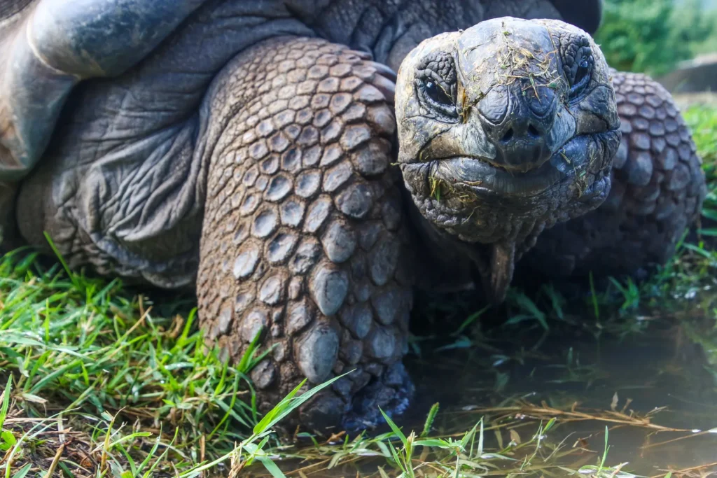 Animal Lifespan Aldabra Giant Tortoise