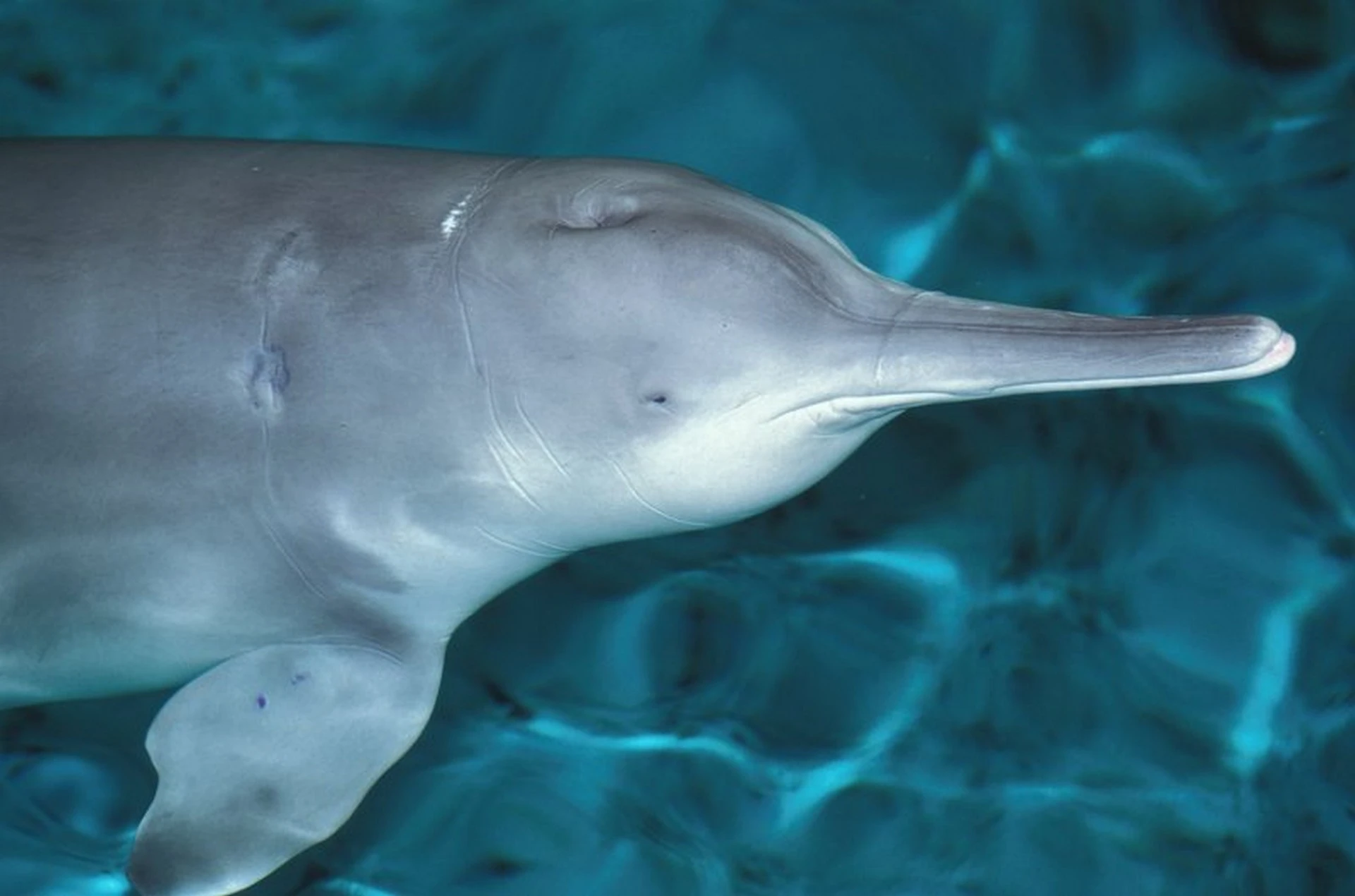 Animals that have gone extinct Baiji Dolphin