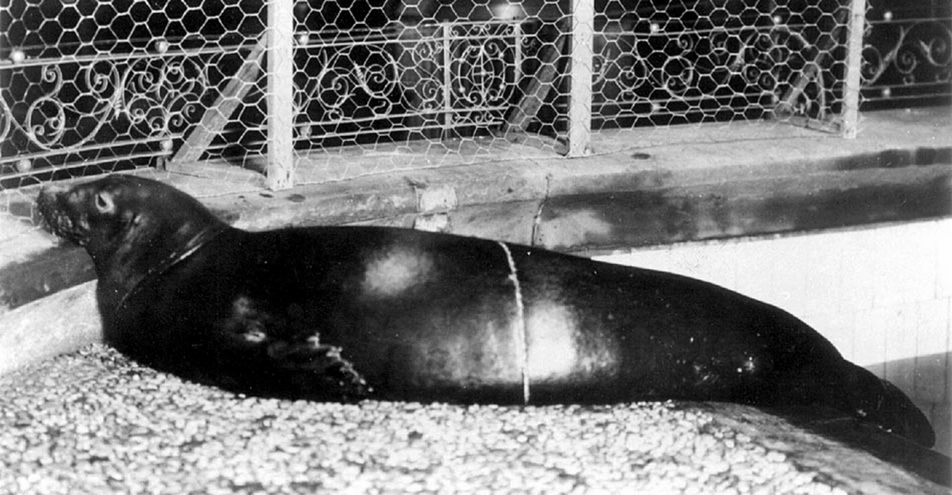 Animals that have gone extinct Caribbean Monk Seal