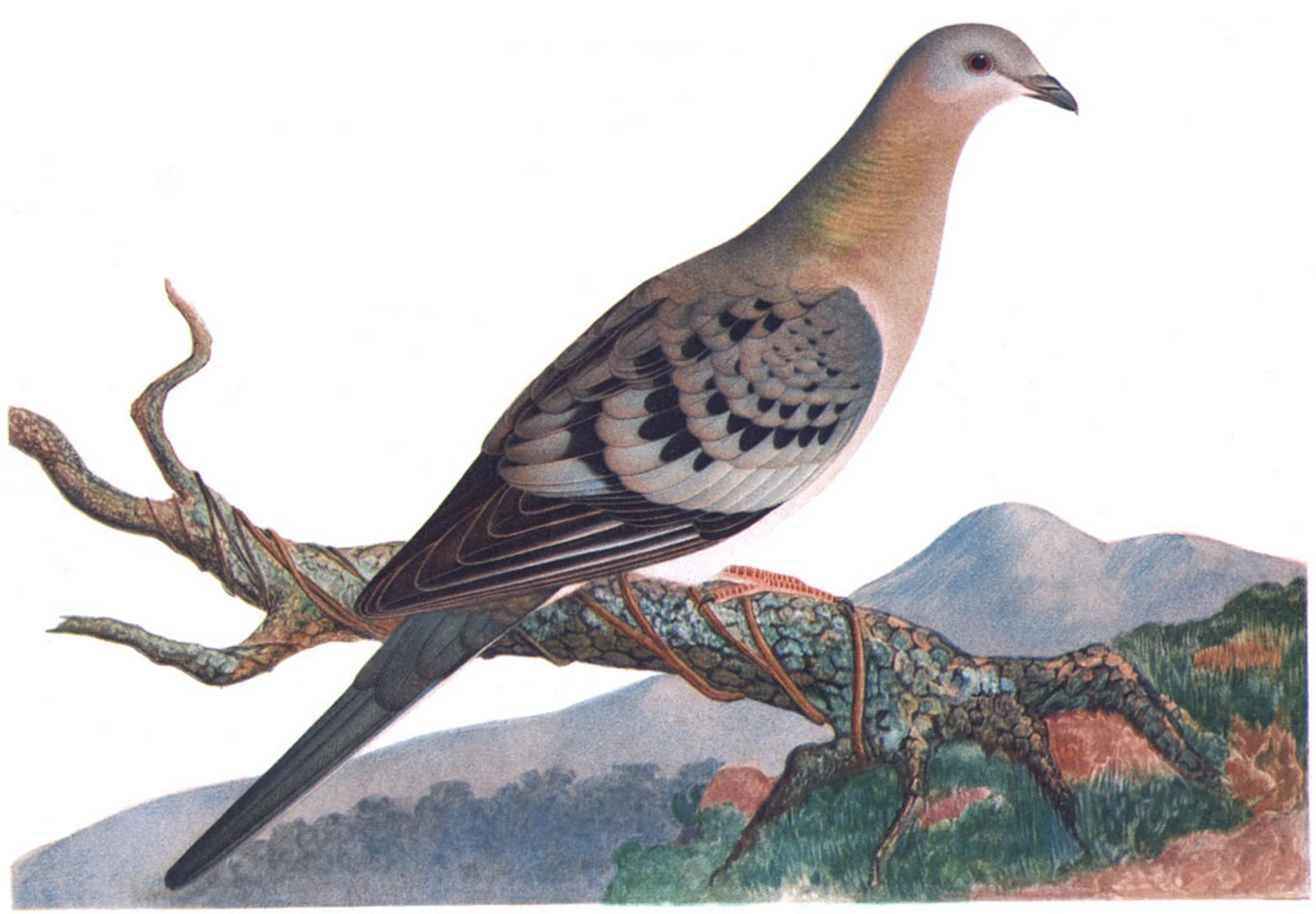 Animals that have gone extinct Passenger Pigeon