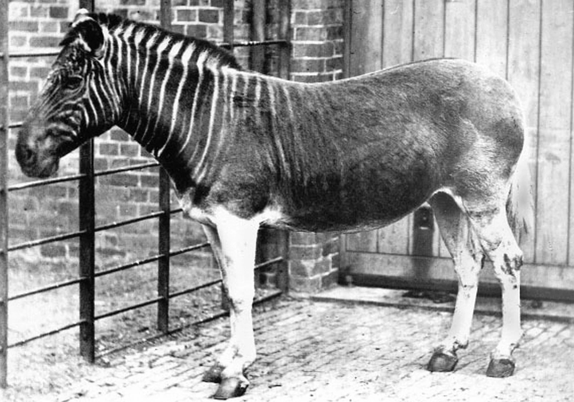 Animals that have gone extinct Quagga