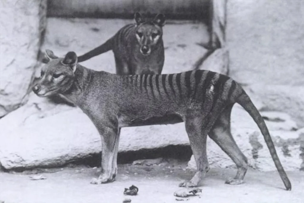 Animals that have gone extinct Tasmanian Tiger Thylacine