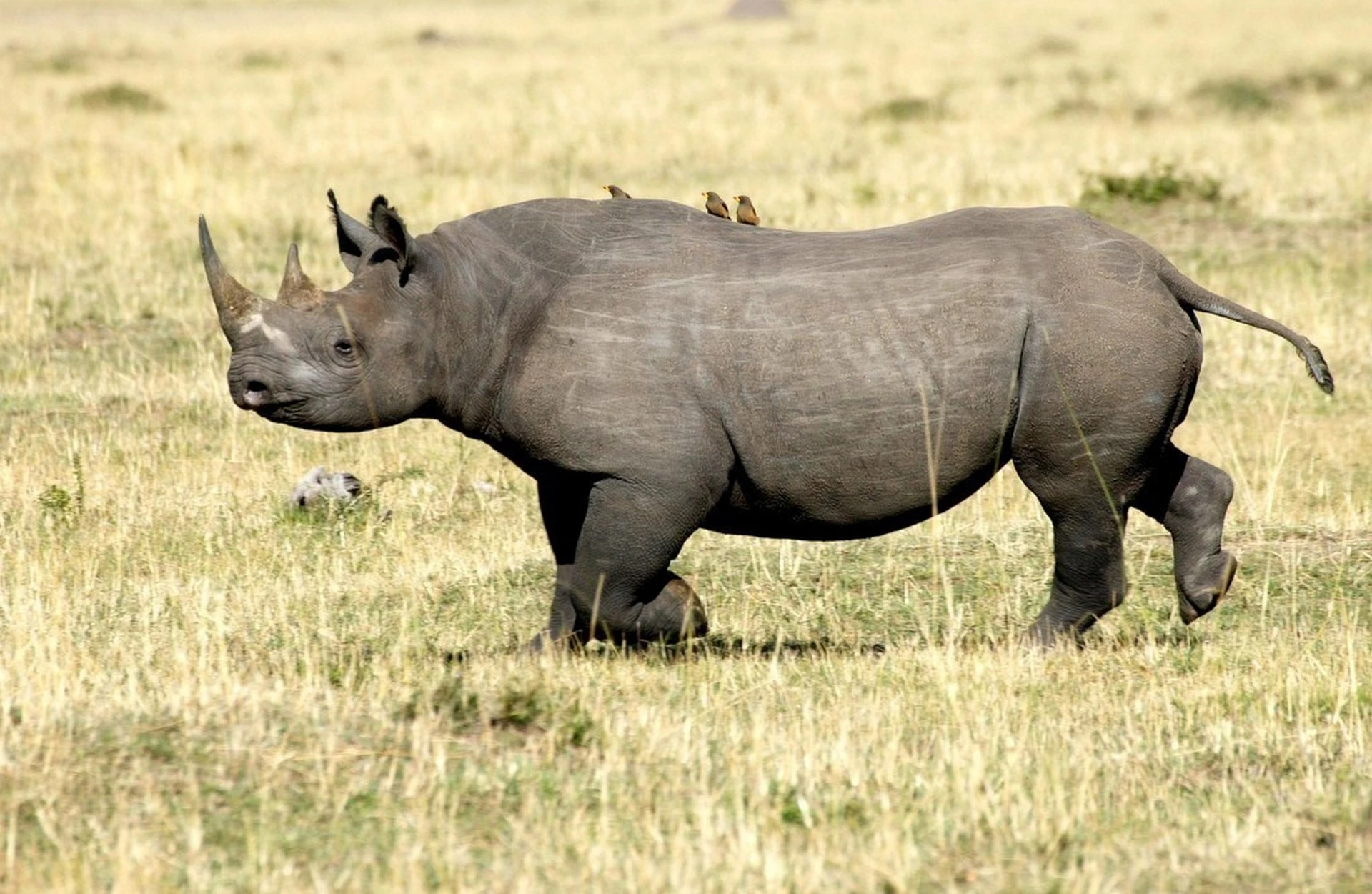 Animals that have gone extinct Western Black Rhinoceros