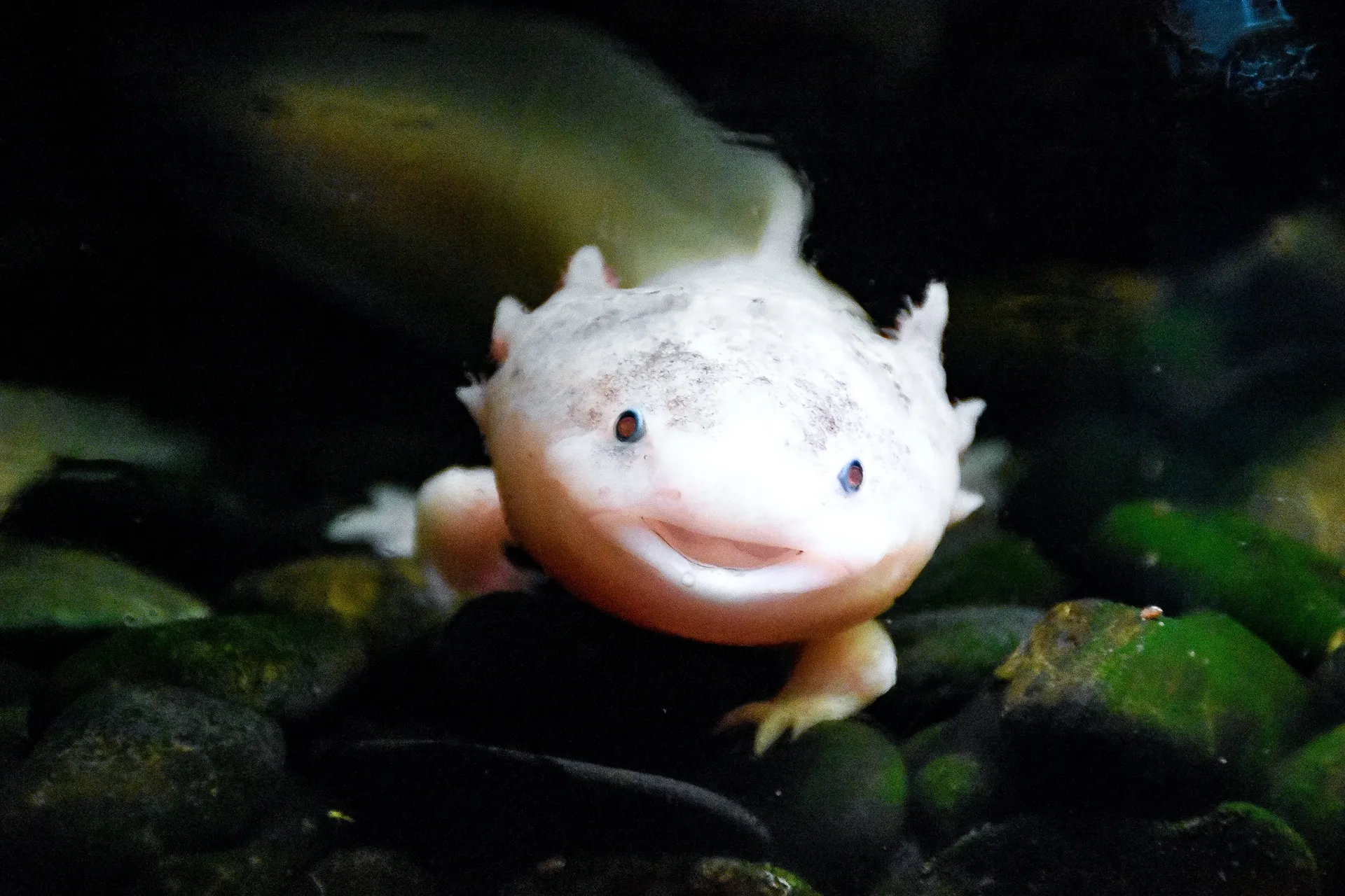 Axolotls Masters of Regeneration