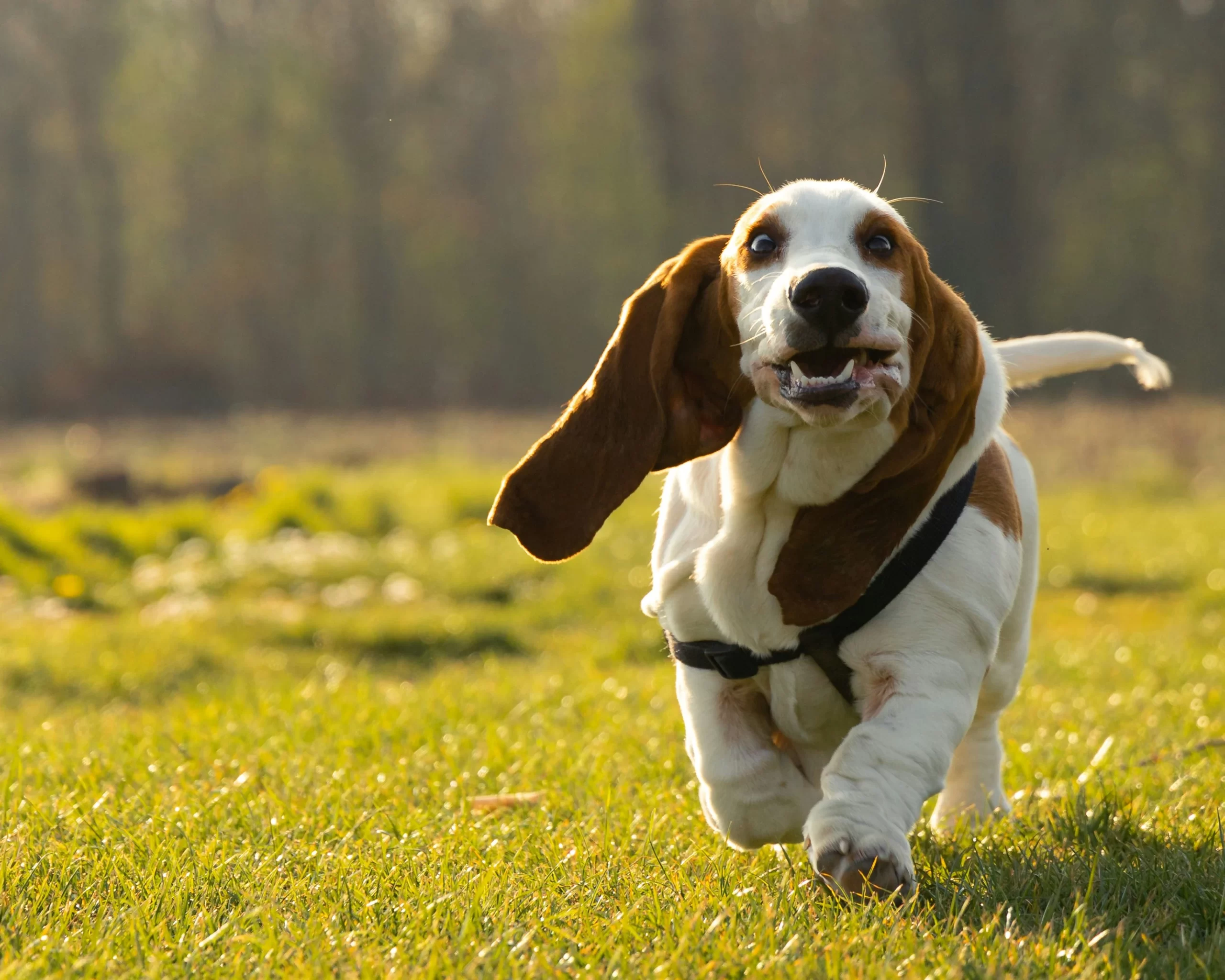 Basset Hounds Enjoying a Leisurely Trot scaled 1