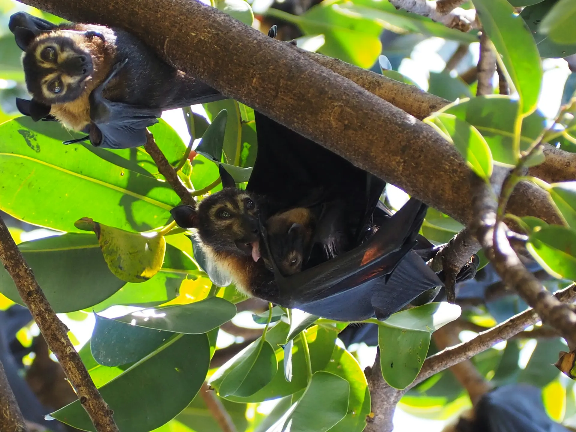 Bat Facts Bat Behavior and Social Structure