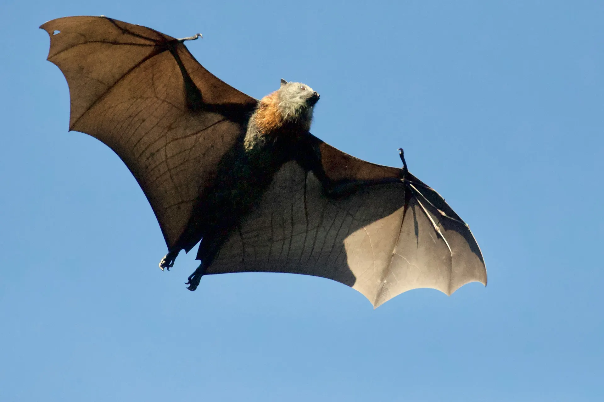 Bat Facts Vital Ecosystem Role