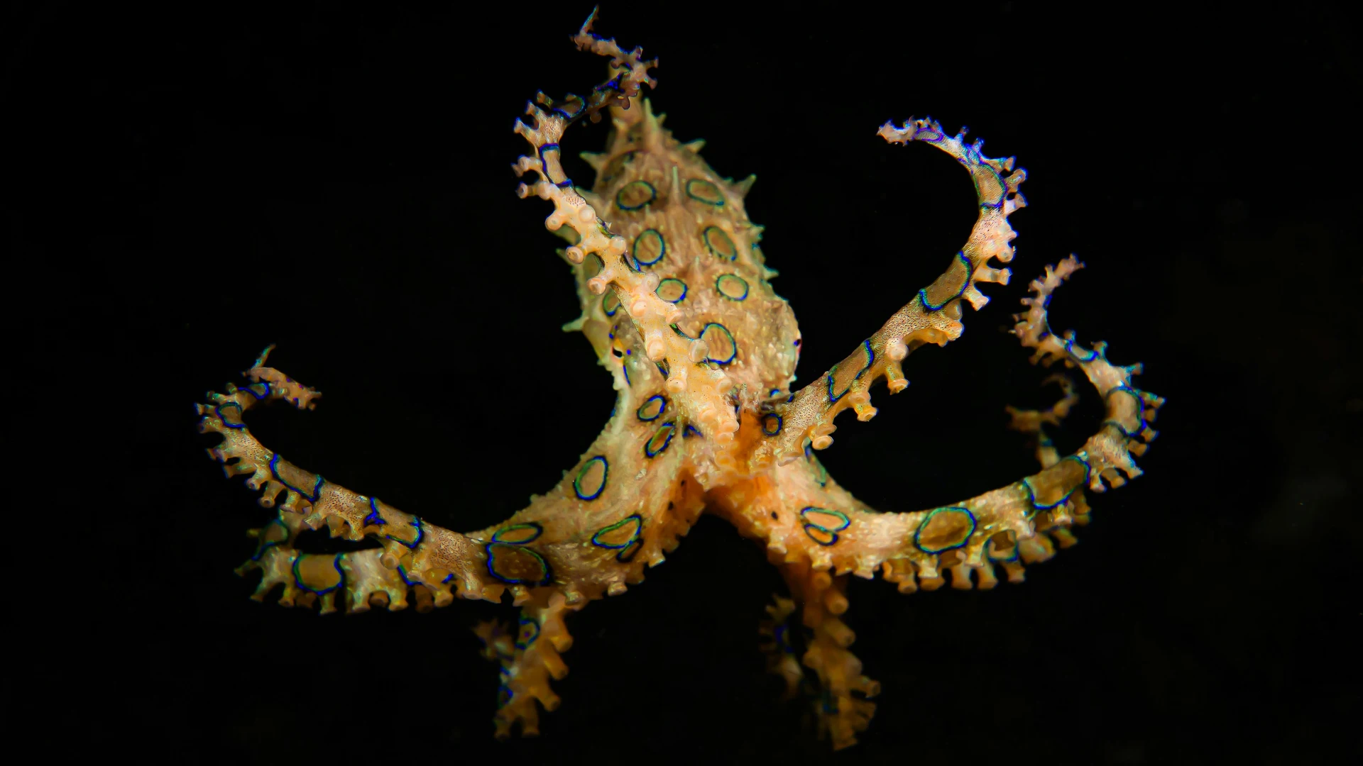 Blue ringed Octopus A Tiny Terror of the Ocean Depths