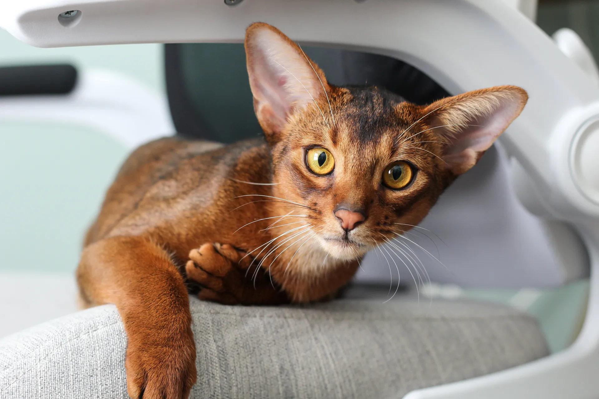 Cat Breeds Abyssinian