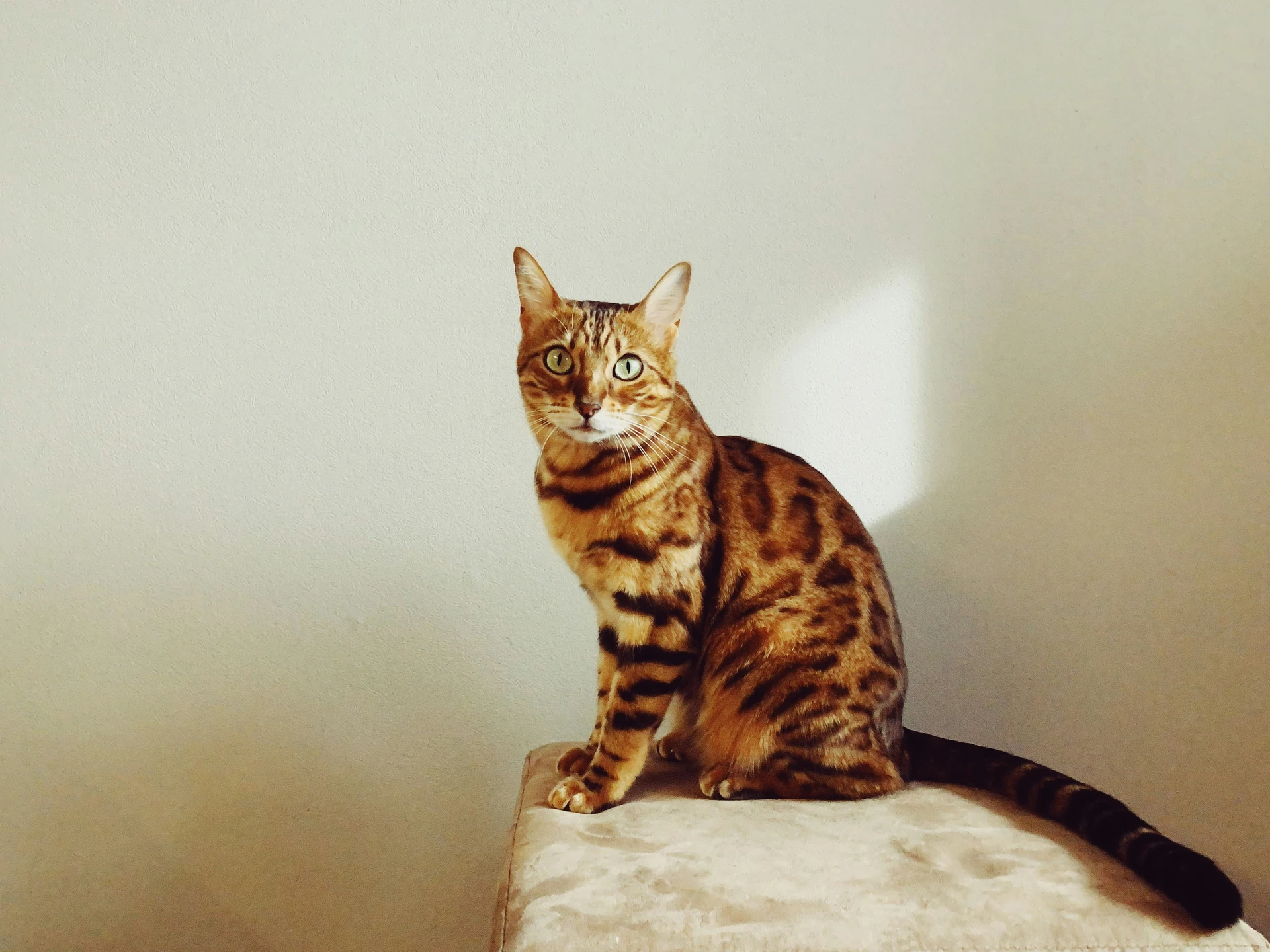 Cat Breeds Bengal