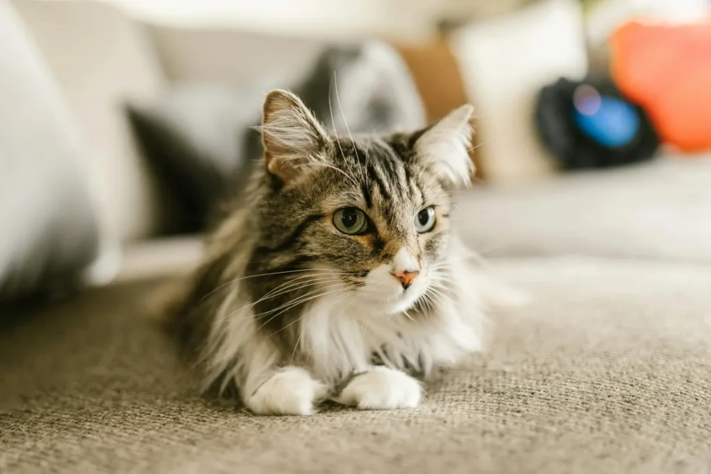 Cat Breeds Maine Coon