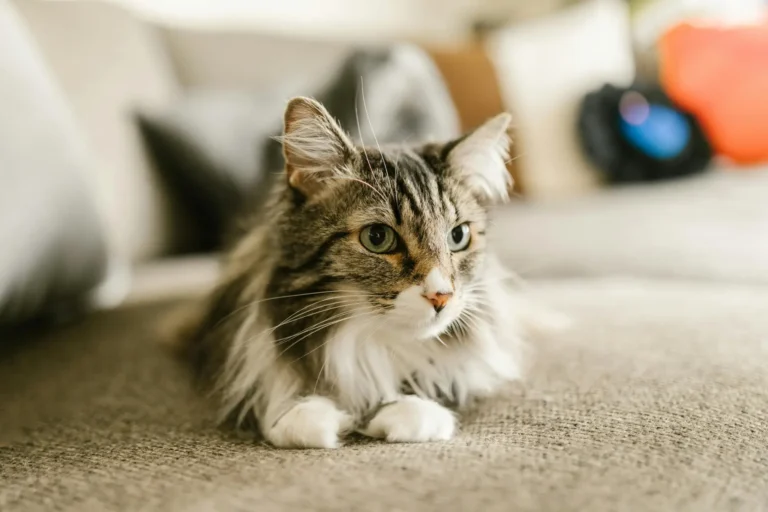 10 Gorgeous Cat Breeds Around the World