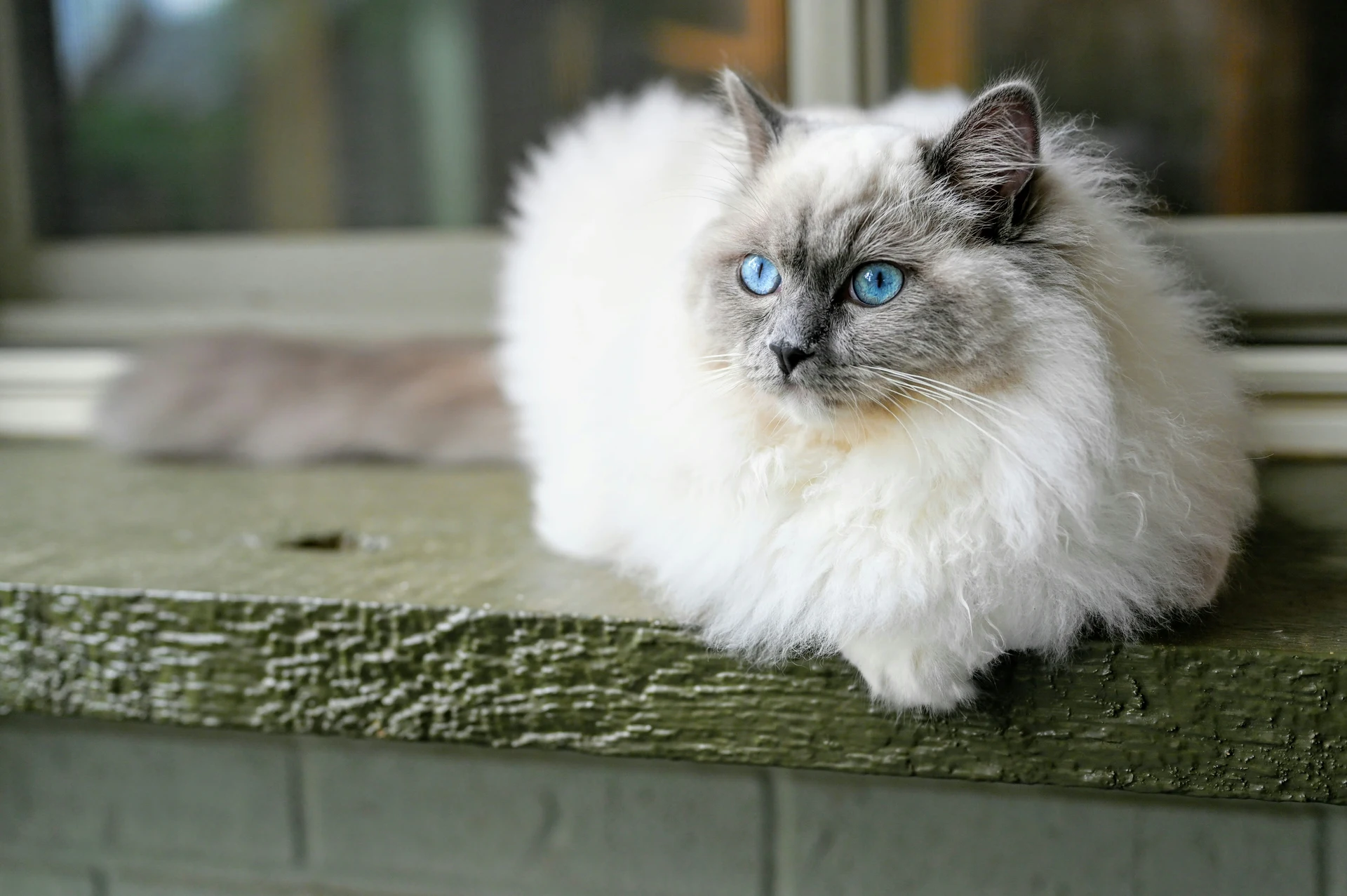 Cat Breeds Ragdoll