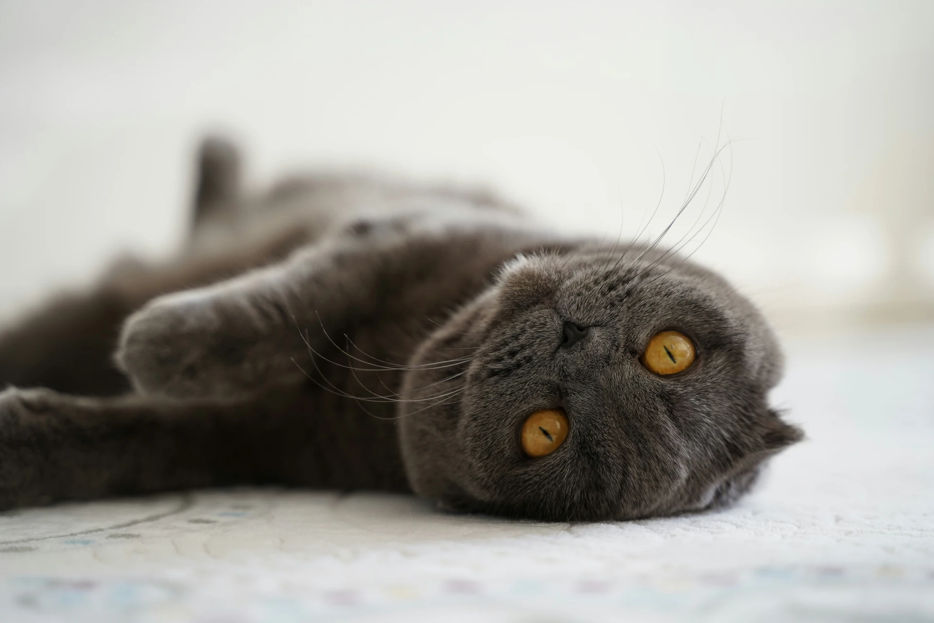 Cat Breeds Scottish Fold