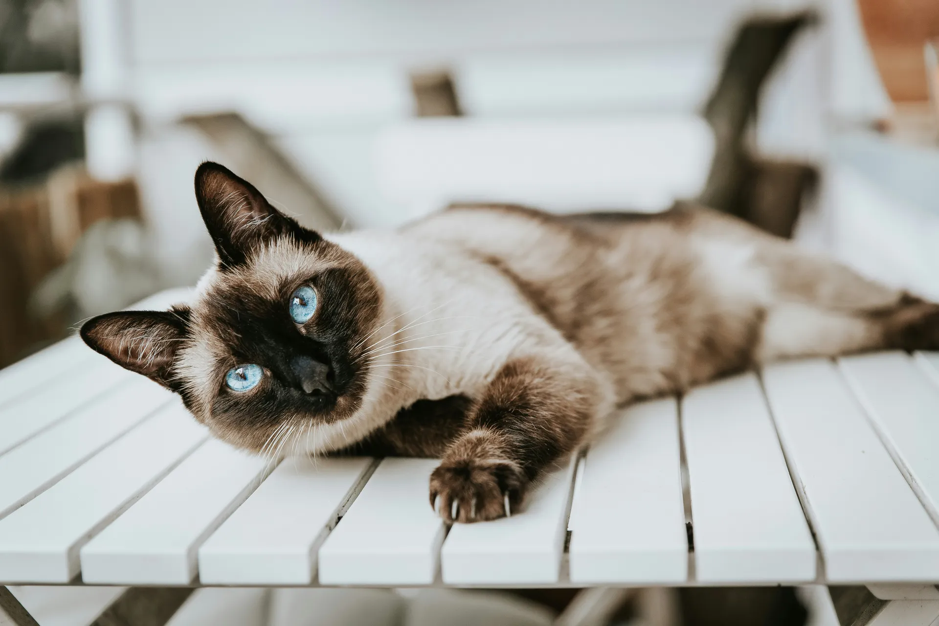 Cat Breeds Siamese