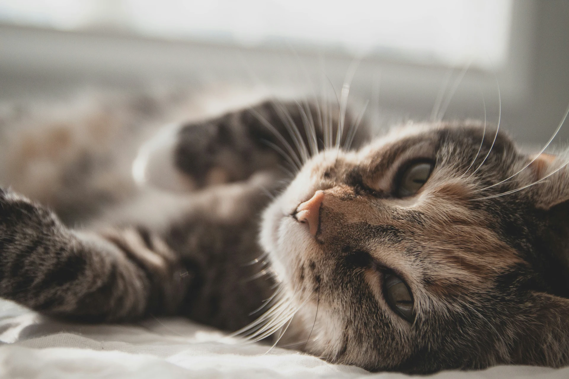 Cat Language F. A. Q. about Cat Language 1