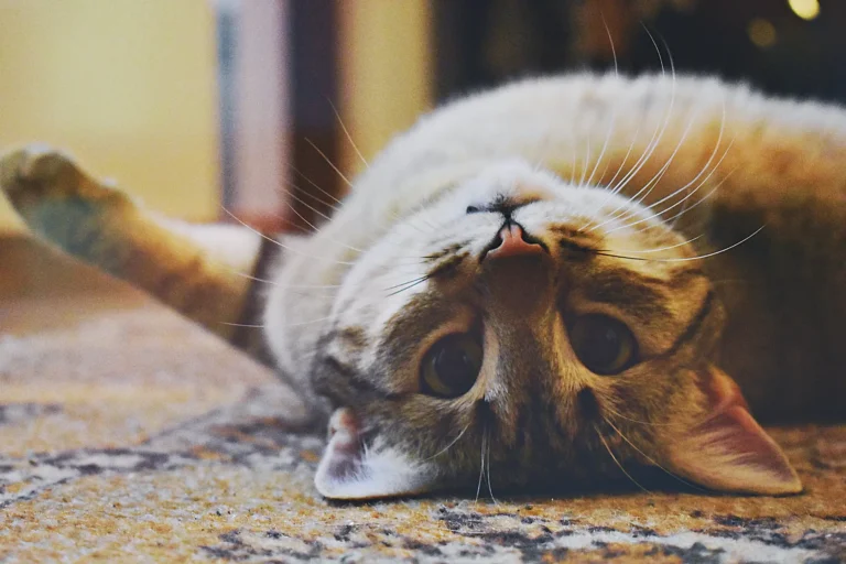 Cat Language: Understand Your Feline Friend