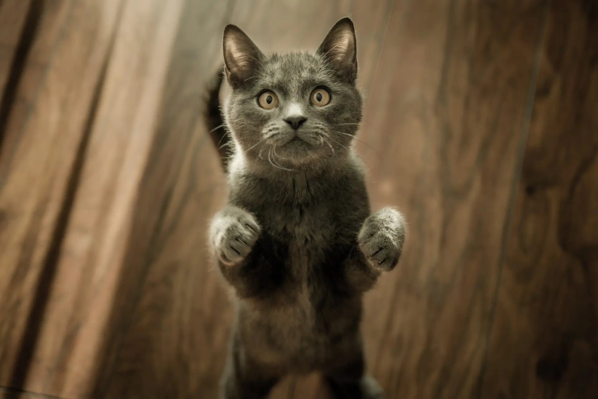 Cat Language The Silent Language of Cats Body Postures and Gestures