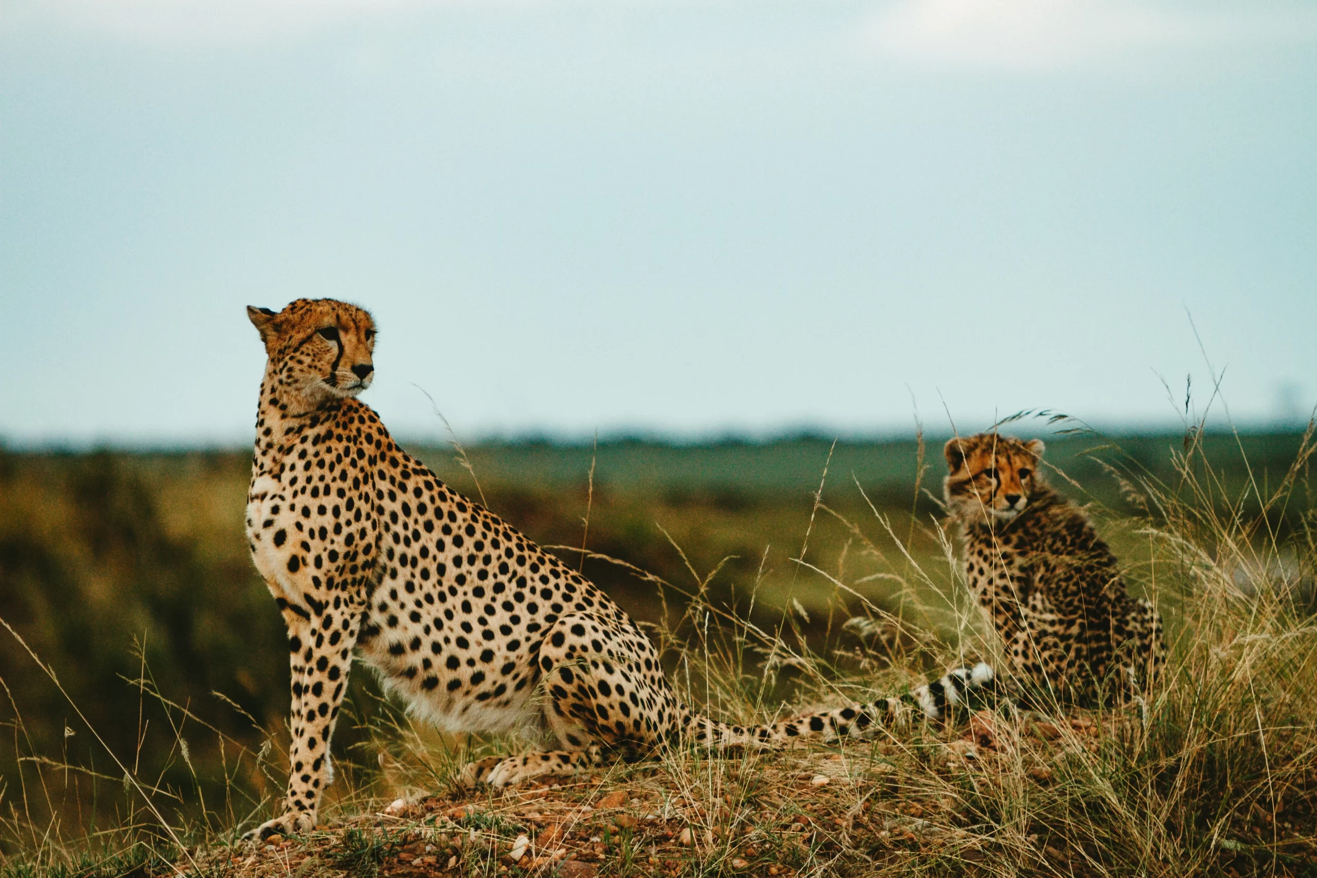 Cheetahs The Speed Demons of the Savanna scaled 1