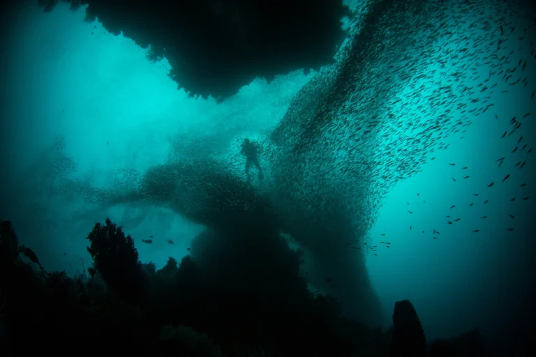 Deep Sea Creatures: Animals of the Abyss