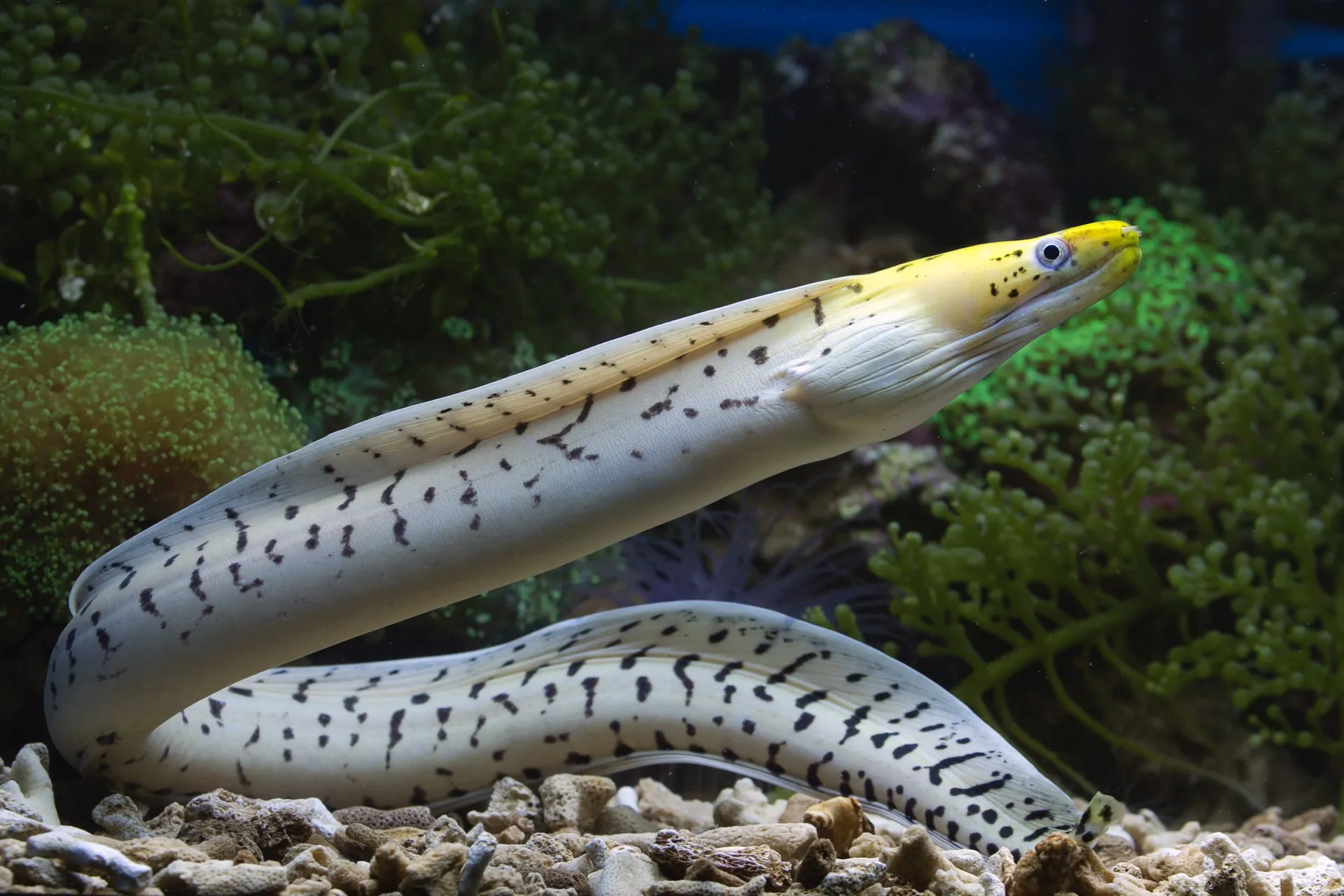 A picture of an eel underwater - animal superpowers