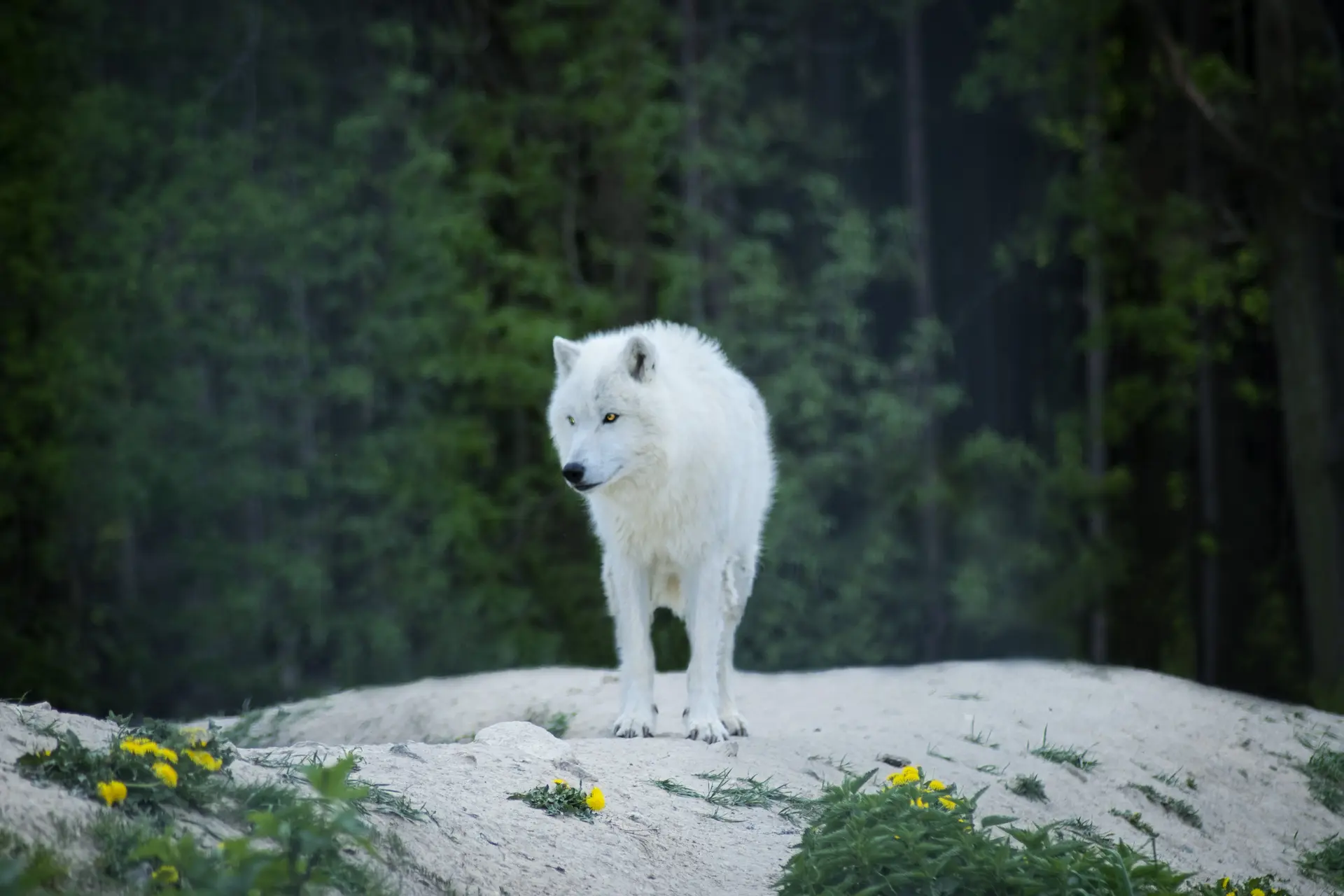 Humans and Wolves Cultural Depictions Wolves in Mythology and Folklore