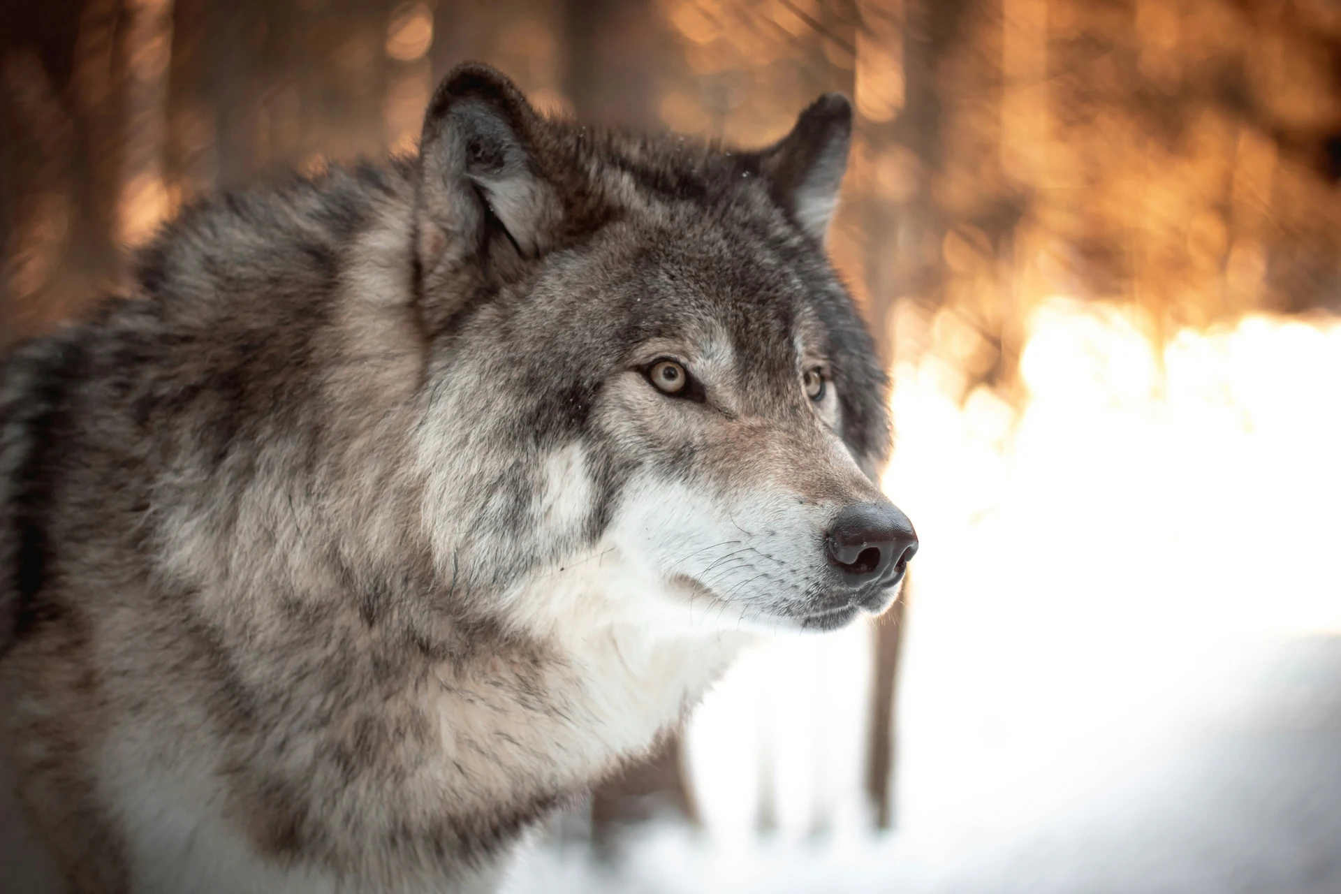 Humans and Wolves Exploring the Tapestry of Human Wolf Interaction