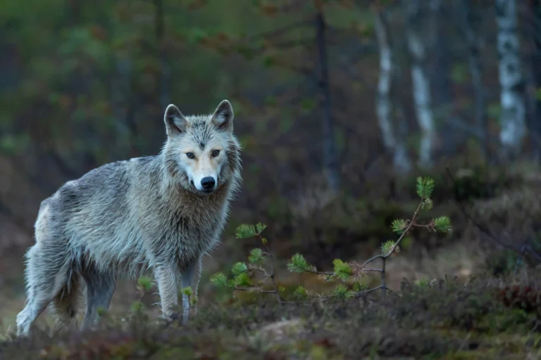 The Ancient Bond Between Humans and Wolves