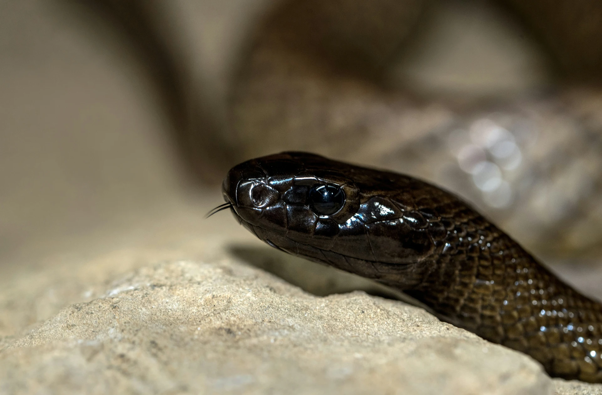 Inland Taipan The Fierce Serpent of Australia