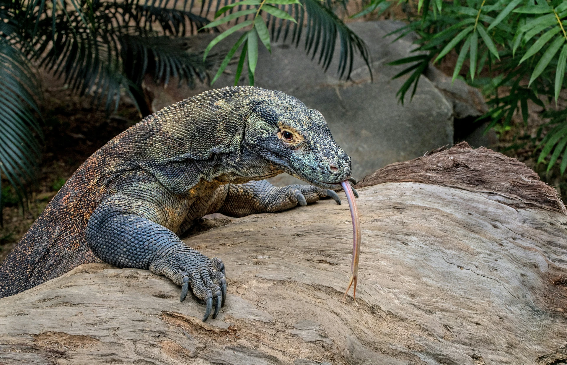 Komodo Dragon Diet and Feeding Habits