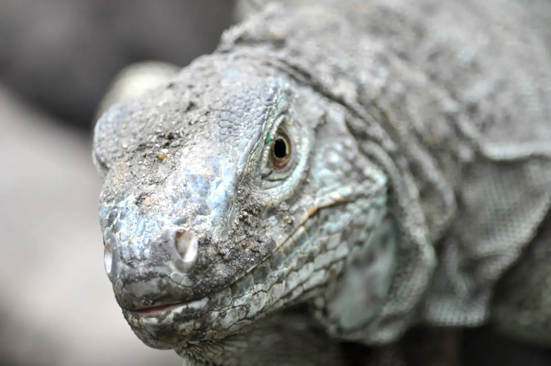 Komodo Dragon Physical Characteristics