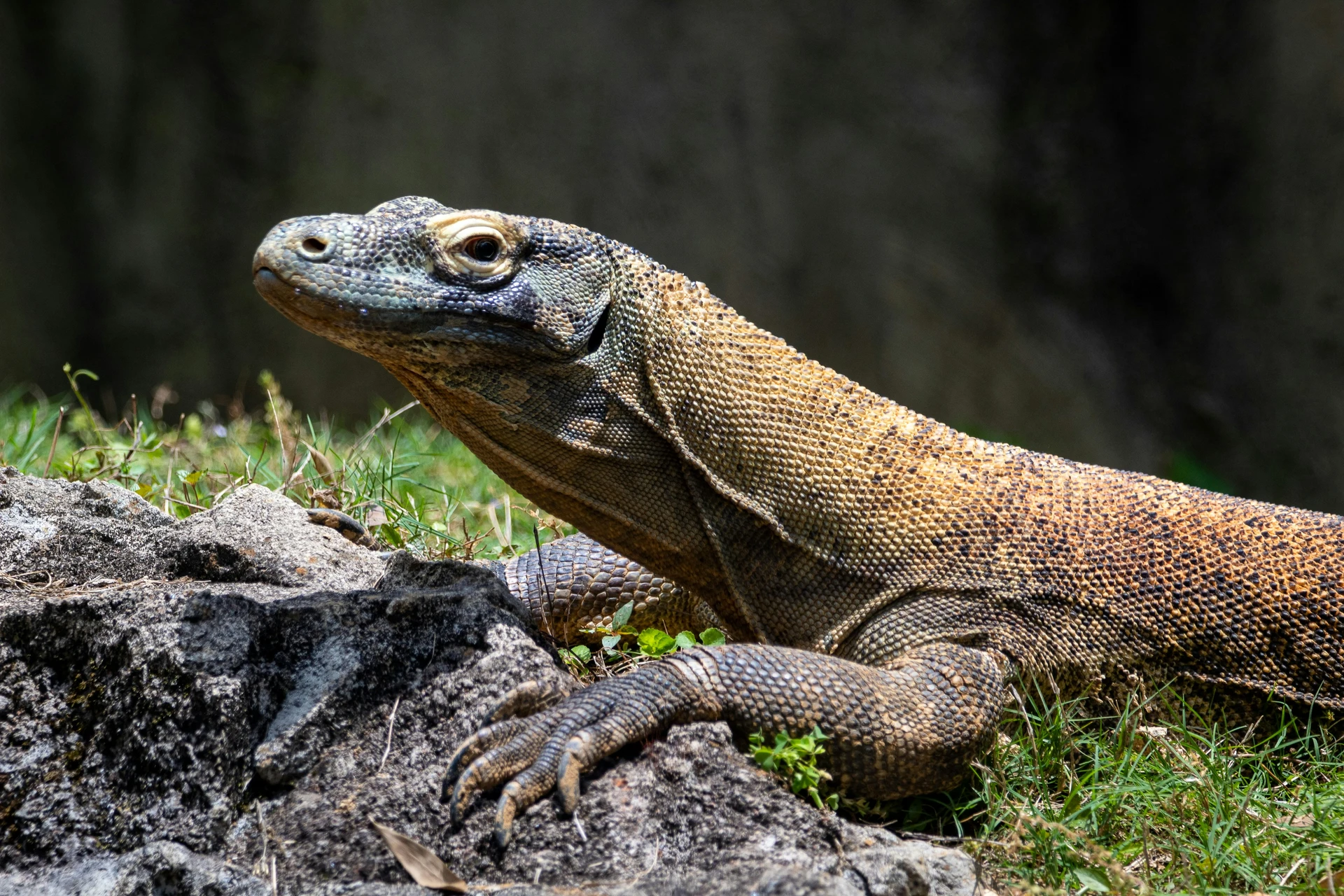 Komodo Dragon Reproduction and Life Cycle