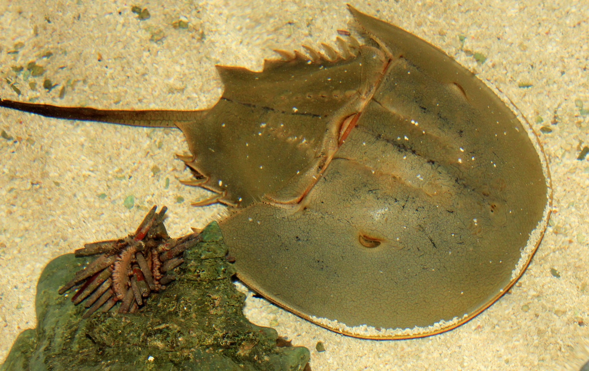 Living Dinosaurs Horseshoe Crabs